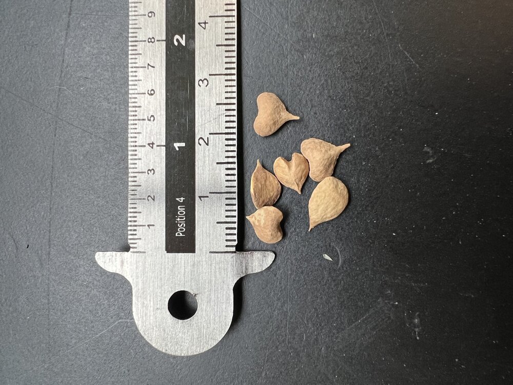 Indiase wierookboom (Boswellia serrata) 