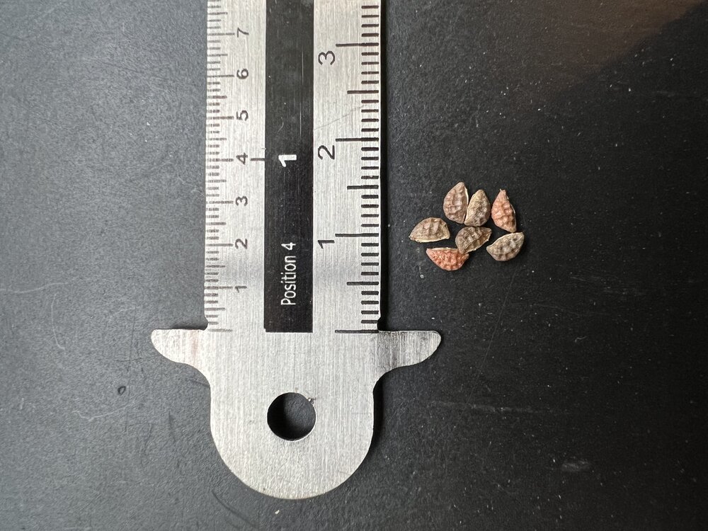 Grote vleermuispassiebloem (Passiflora megacoriacea)