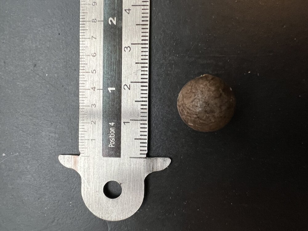 Quindio waspalm (Ceroxylon quindiuense)