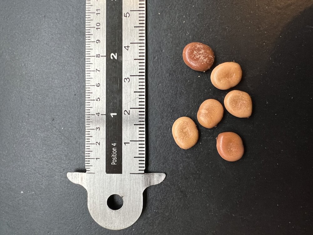 Fluweeltamarinde (Dialium cochinchinense)