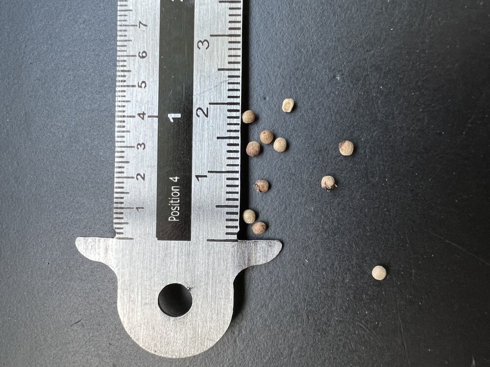 Lange peper (Piper longum)