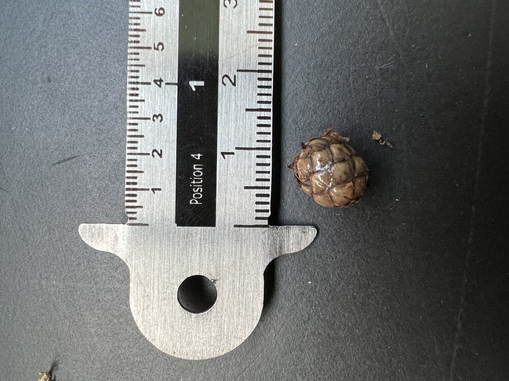 Wangapalm (Pigafetta elata)