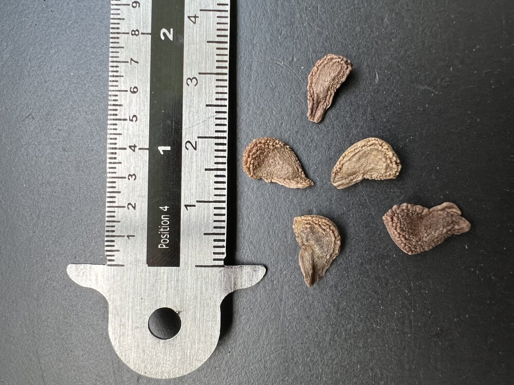 Rode engelentrompet (Brugmansia sanguinea)