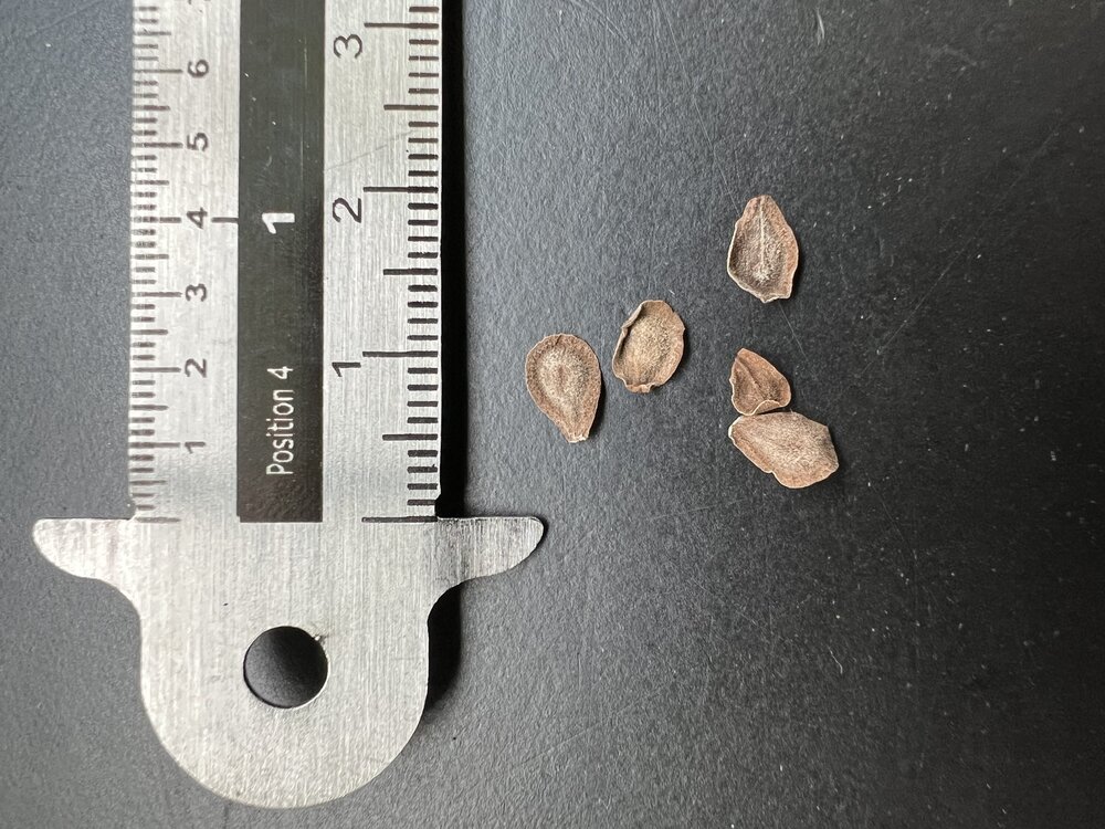 Sodomsappel (Calotropis procera)