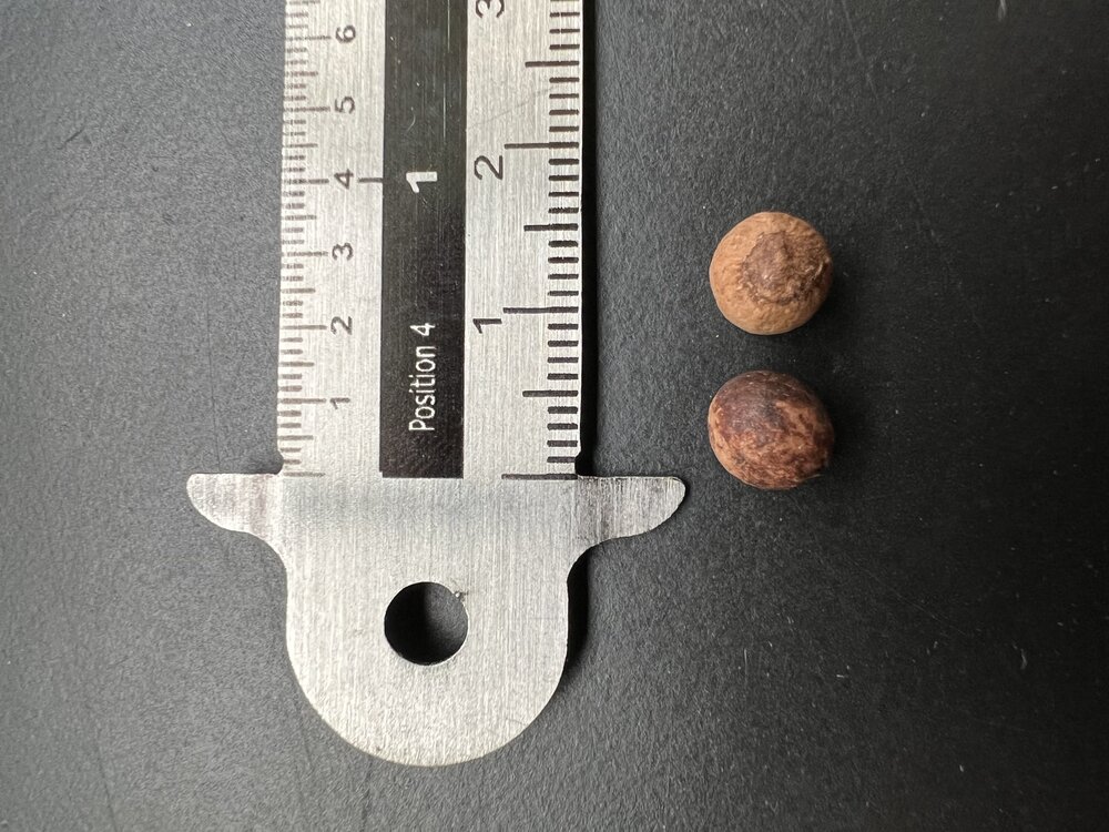 Indiase sandelhout (Santalum album)