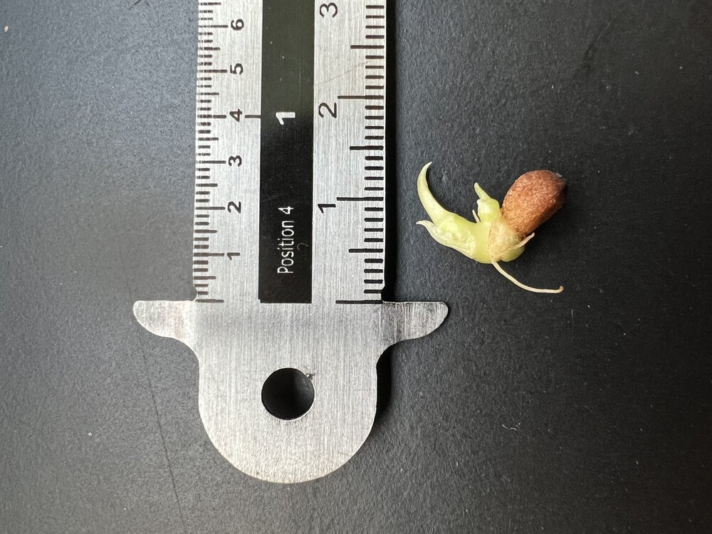 Meratus-alocasia (Alocasia sp. 'Meratus')