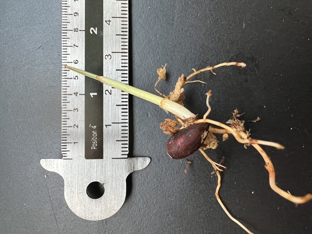 Gevlekte dwergpalm (Pinanga crassipes)