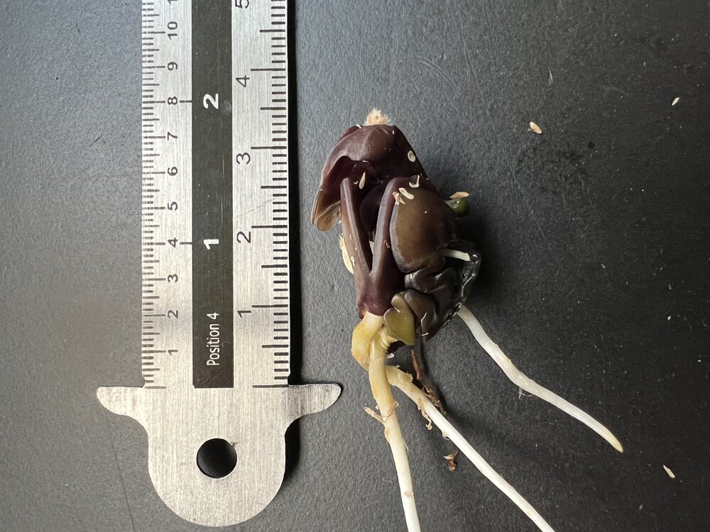 IJsjesboon (Inga edulis)