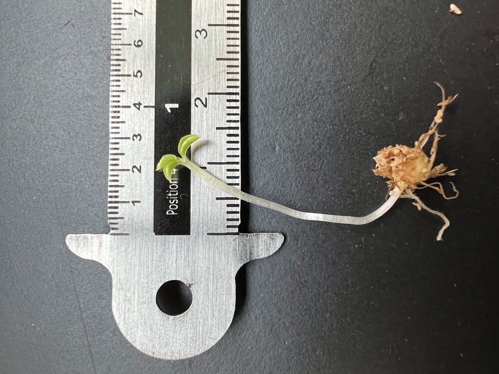 Tropische cobralelie (Arisaema barbatum)