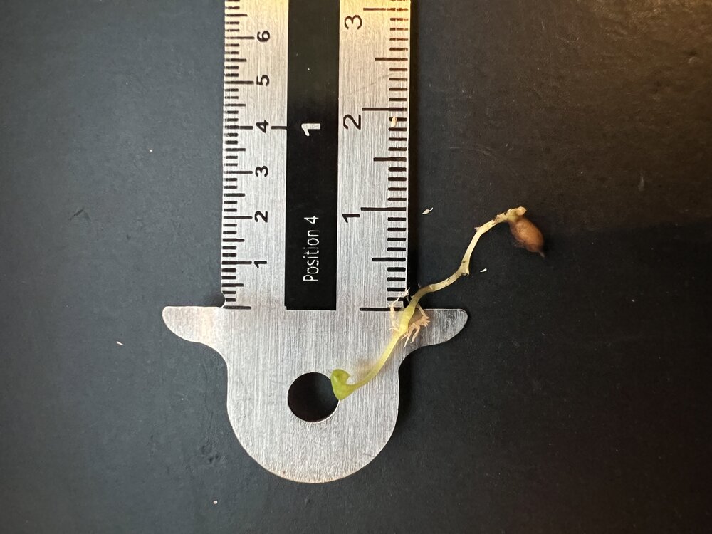 Koningsanthurium (Anthurium veitchii)