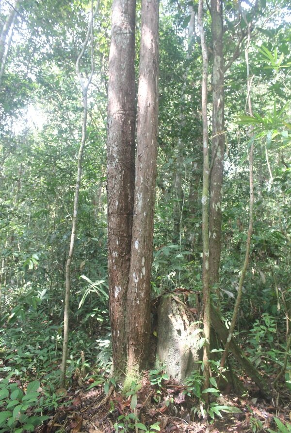 Borneaans ijzerhout (Eusideroxylon zwageri)