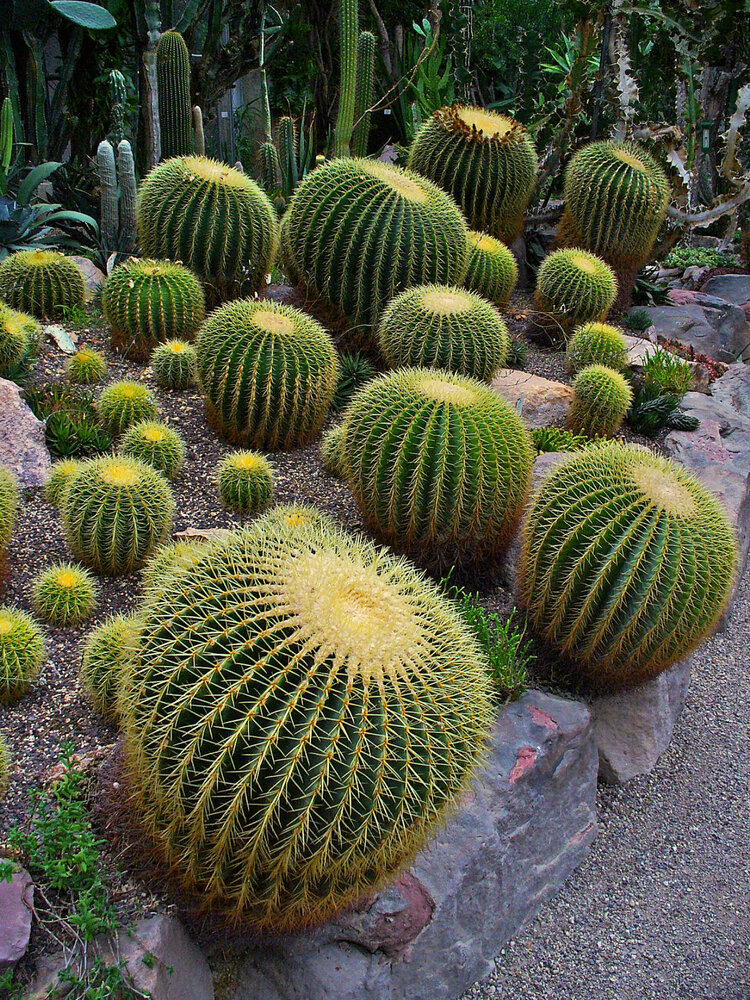 Schoonmoedersstoel (Echinocactus grusonii)