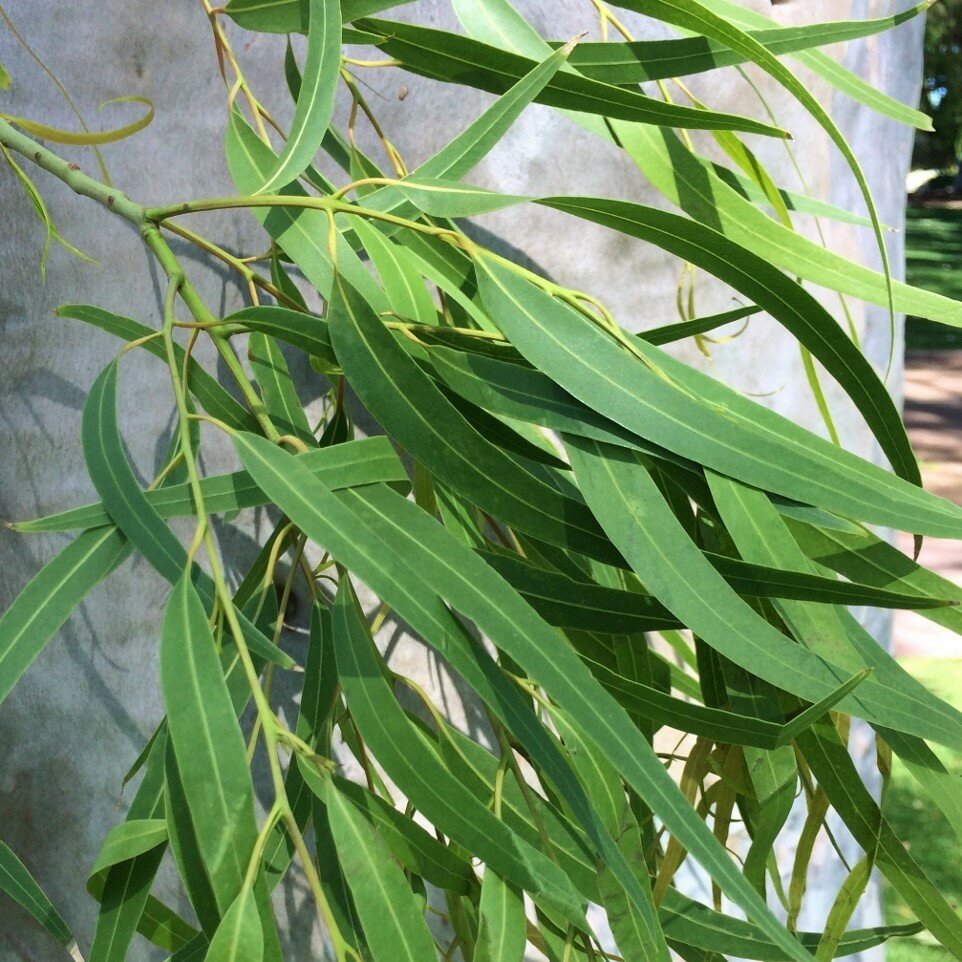 Citroeneucalyptus (Corymbia citriodora)