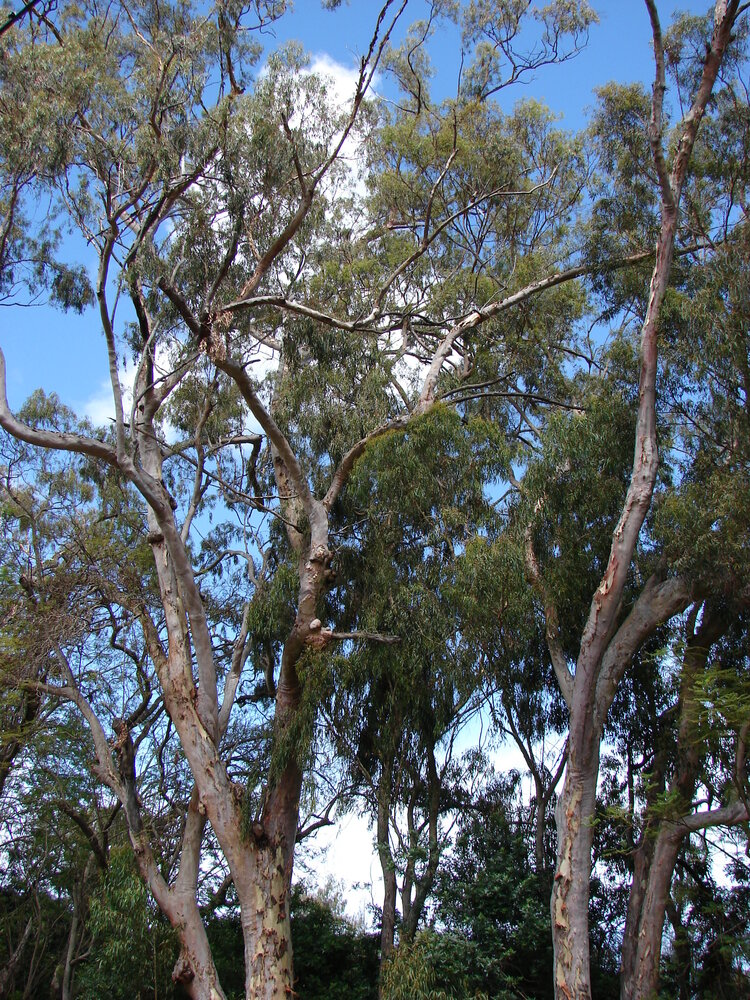 Citroeneucalyptus (Corymbia citriodora)