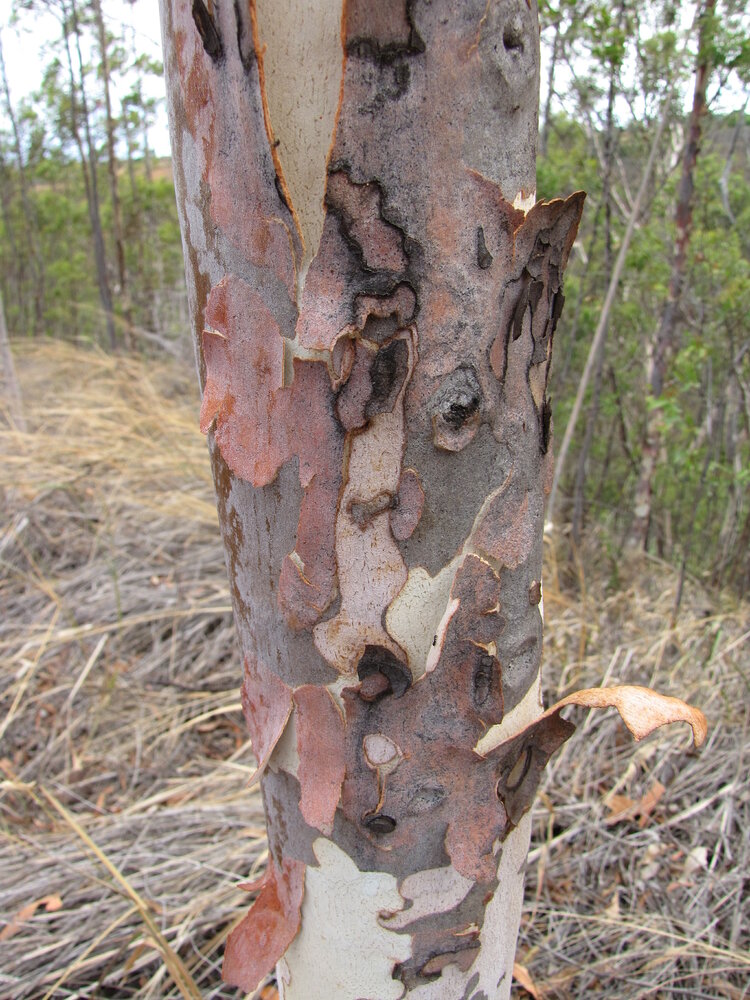 Citroeneucalyptus (Corymbia citriodora)