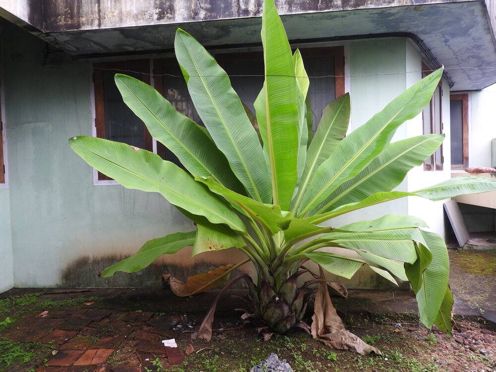 Rotsbanaan (Ensete superbum)
