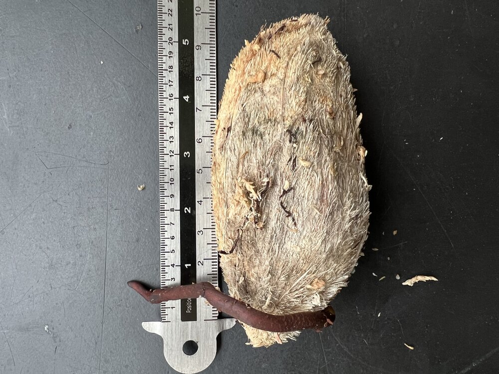 Stinkende mango (Mangifera foetida)