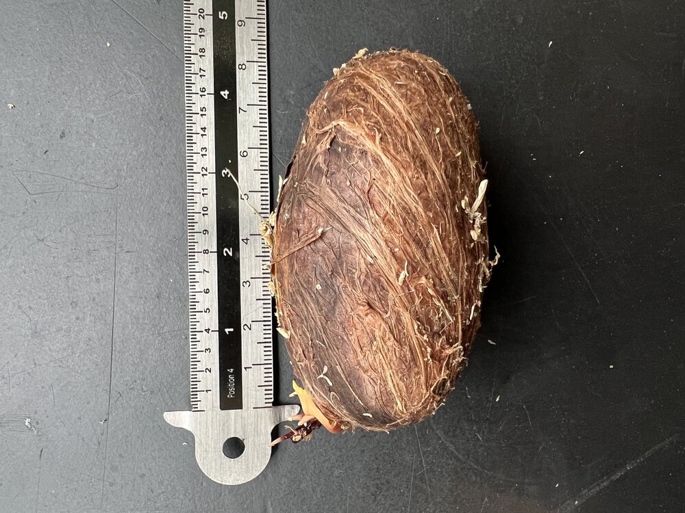 Witte mango (Mangifera caesia)