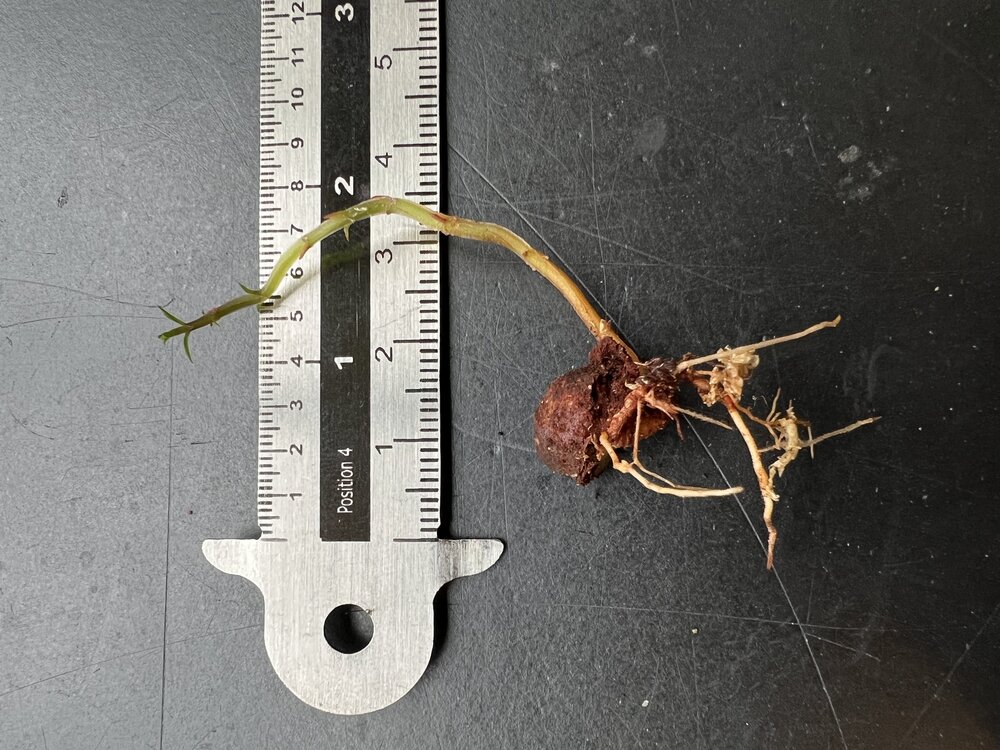 Kumbhiboom (Careya arborea)