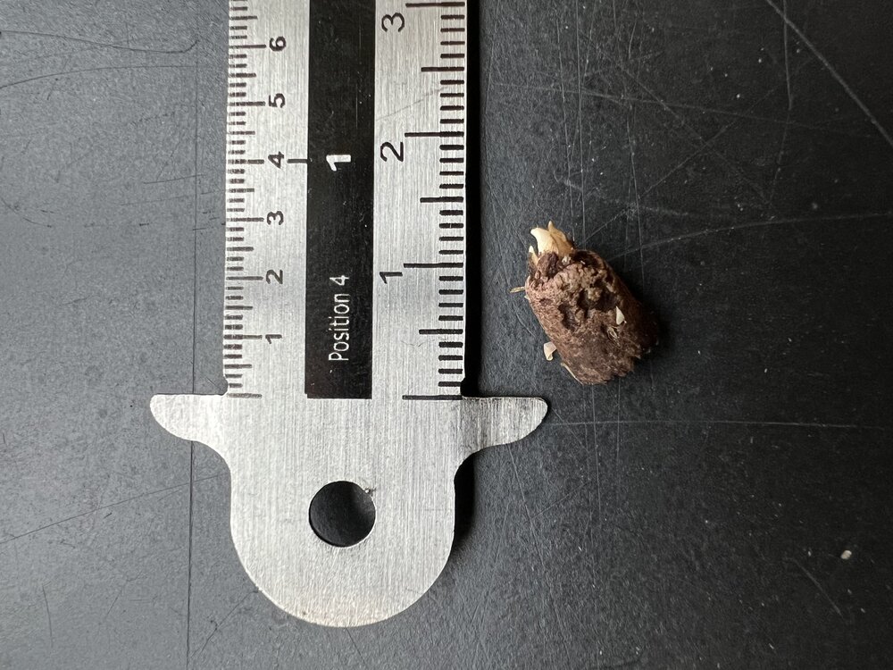 Aronskelk (Amorphophallus prainii)