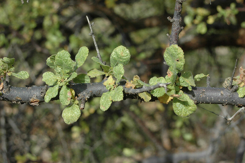 Mirre (Commiphora myrrha)