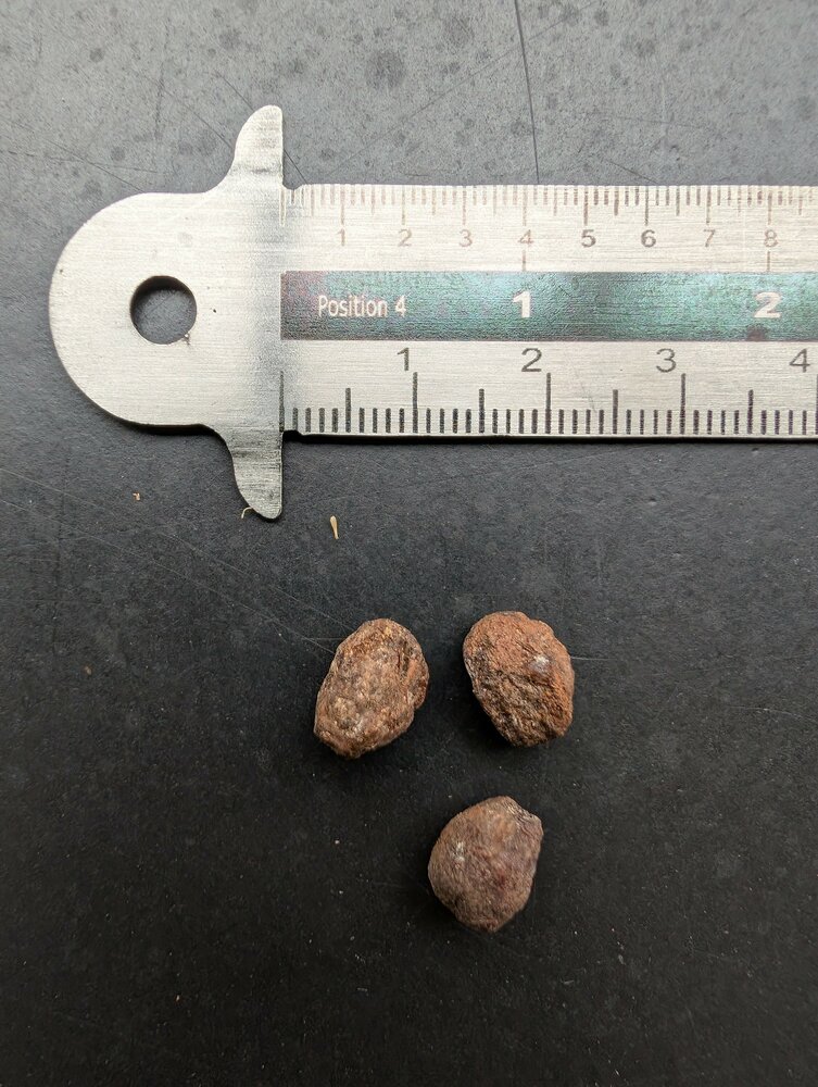 Mirre (Commiphora myrrha)