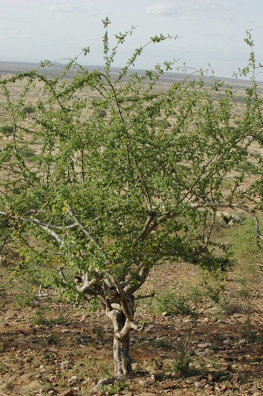 Mirre (Commiphora myrrha)