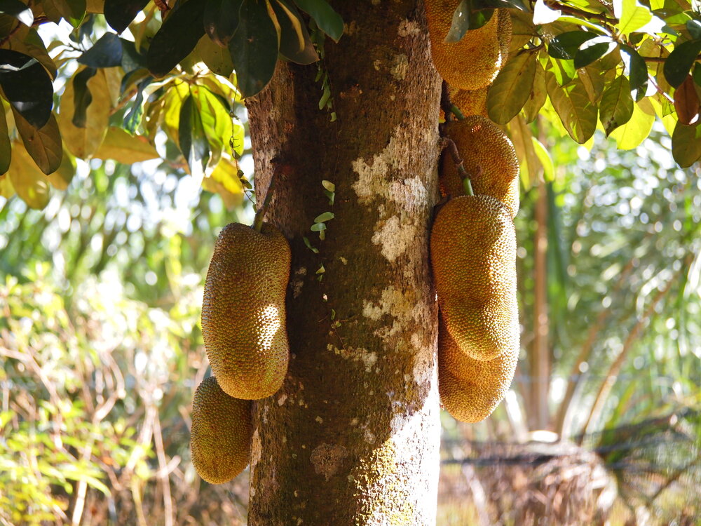Tjampedak (Artocarpus integer)