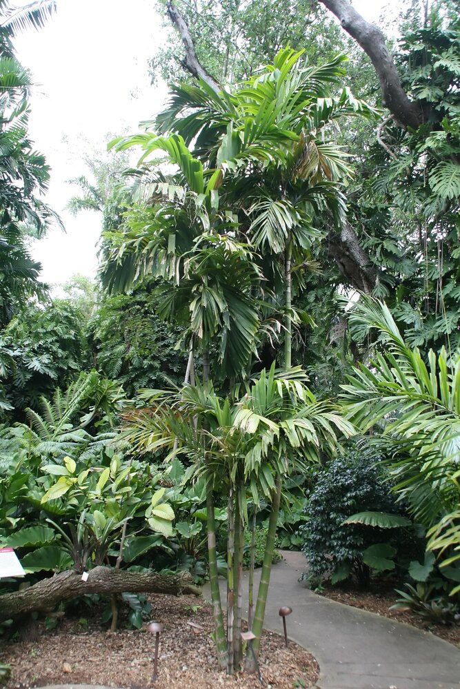 Lauterbach Ptychosperma (Ptychosperma lauterbachii)