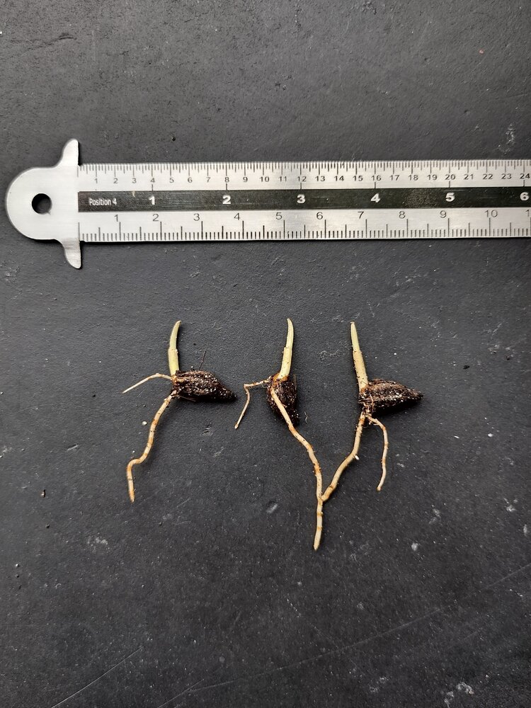 Lauterbach Ptychosperma (Ptychosperma lauterbachii)