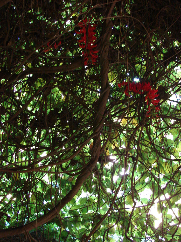 Rode jadebloem (Mucuna novoguineensis)