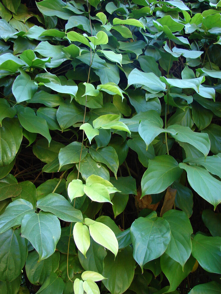 Rode jadebloem (Mucuna novoguineensis)