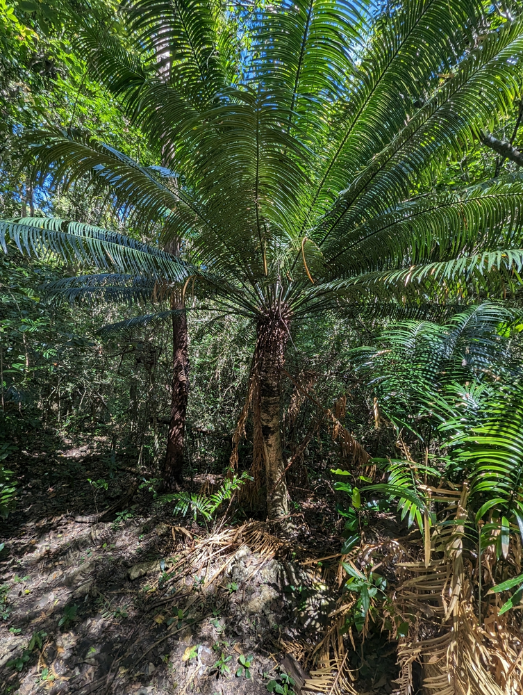 Palmvaren (Cycas glauca)