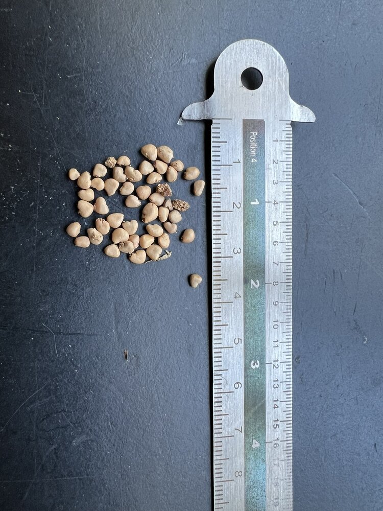 Guave (Psidium guajava)