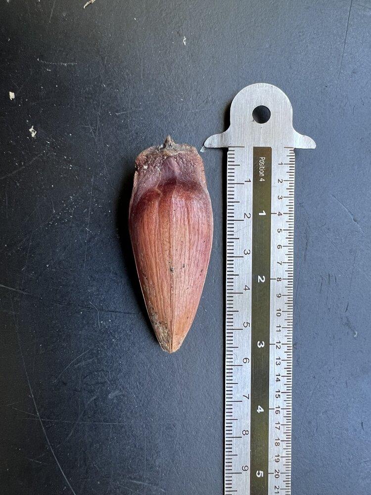 Paran&aacute;-den (Araucaria angustifolia)