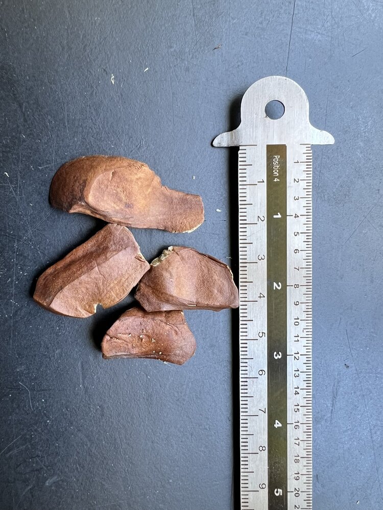 Mahonie (Swietenia mahagoni)