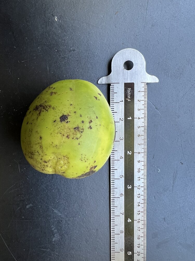 Australische kastanje (Castanospermum australe)