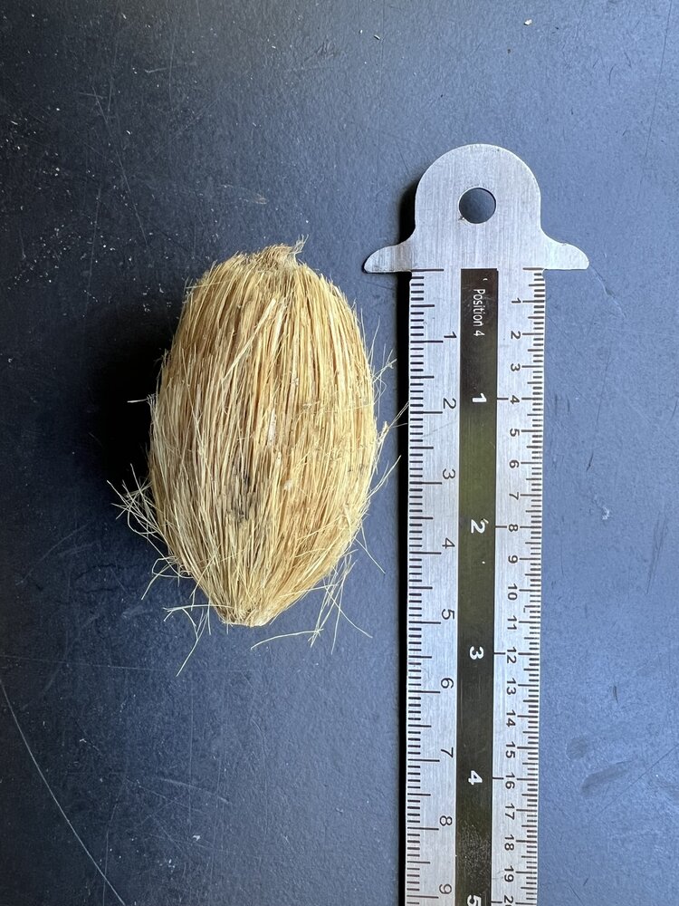 Betelpalm (Areca catechu)