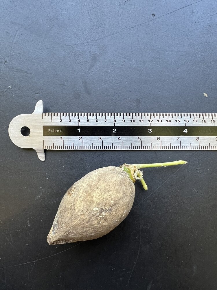 Palmvaren (Cycas glauca)