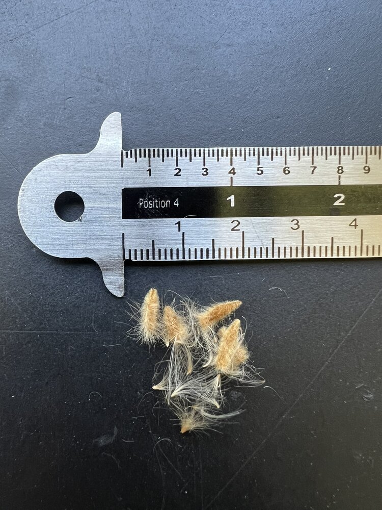 Oleander (Nerium oleander)