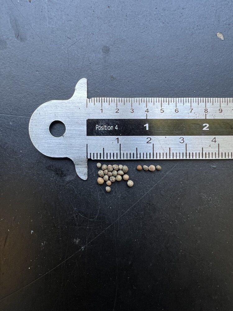 Koreaanse perilla (Perilla frutescens)