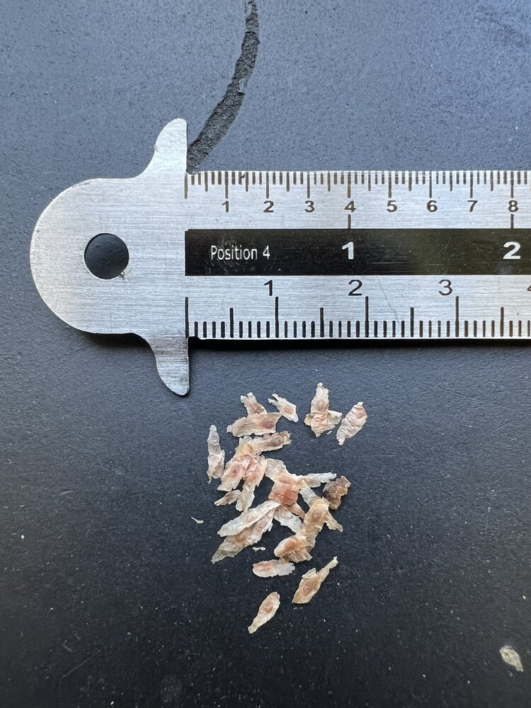 Rode kinaboom (Cinchona pubescens)