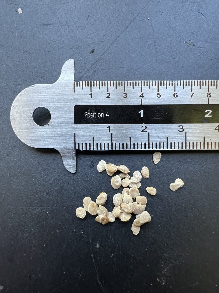 Wilde tomaat (Solanum pimpinellifolium)