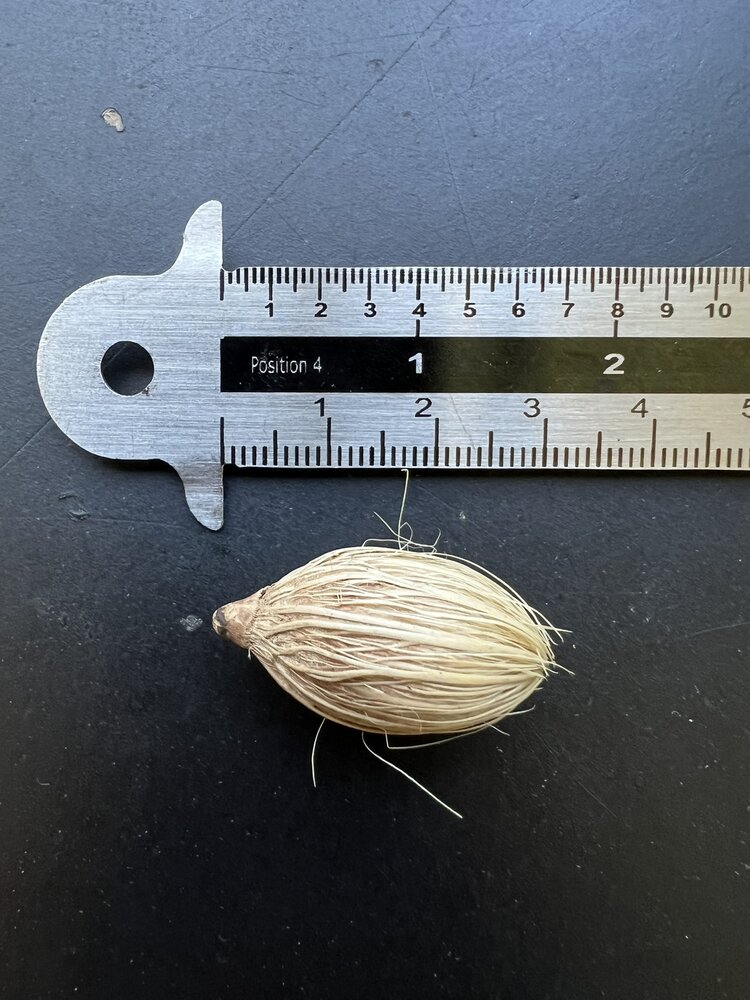 Manilla Palm (Veitchia merrillii)