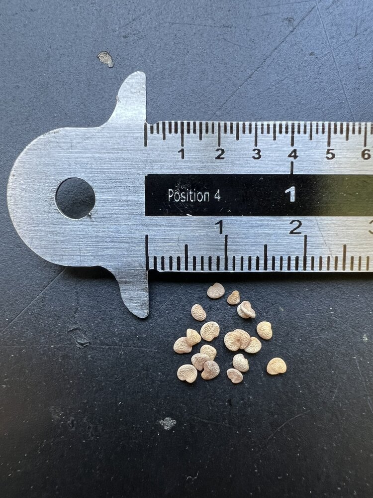 Ashwaganda (Withania somnifera)