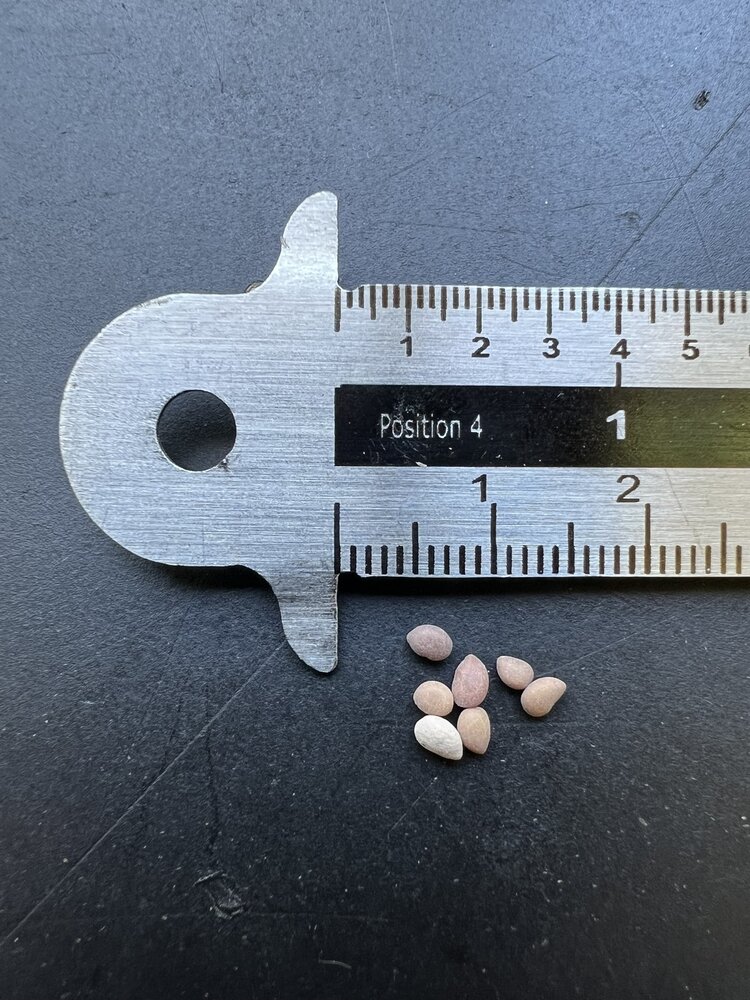 Schroefboon mesquite (Prosopis pubescens)