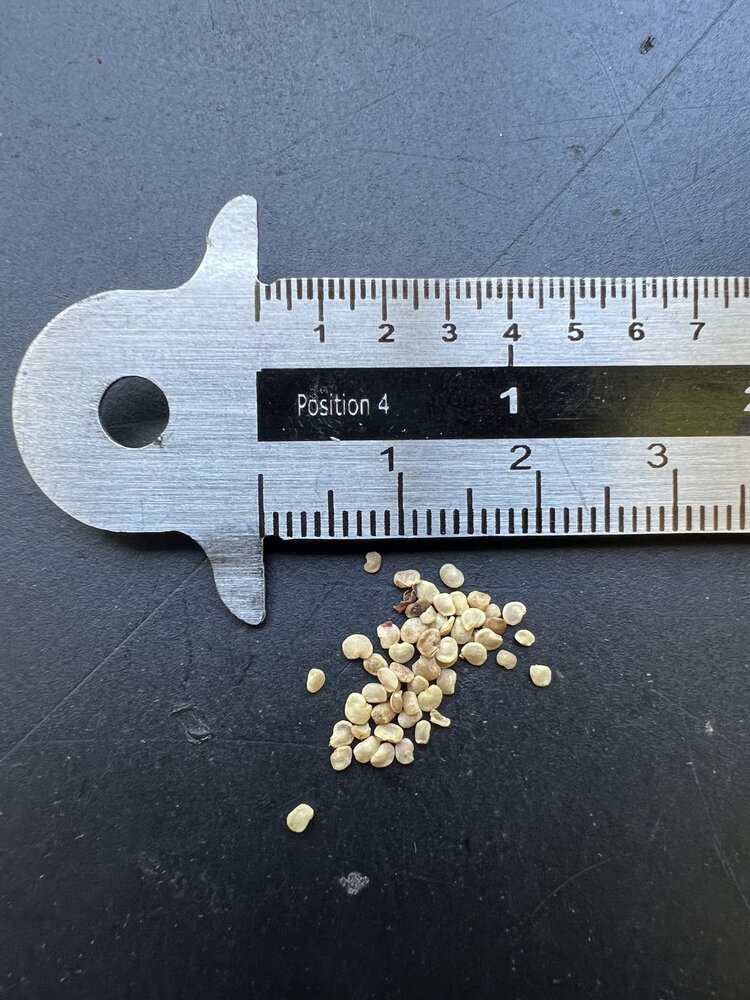 Gojibes (Lycium barbarum)