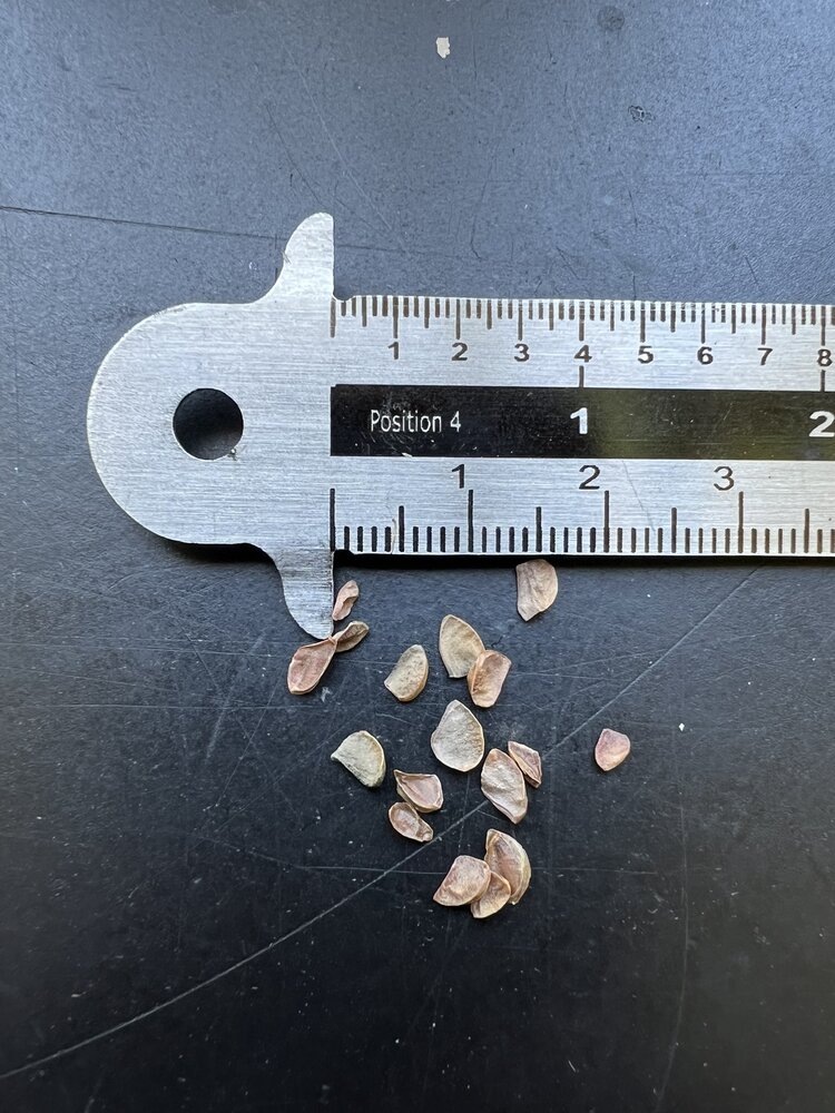 Hong Kong-roos (Rhodoleia championii)