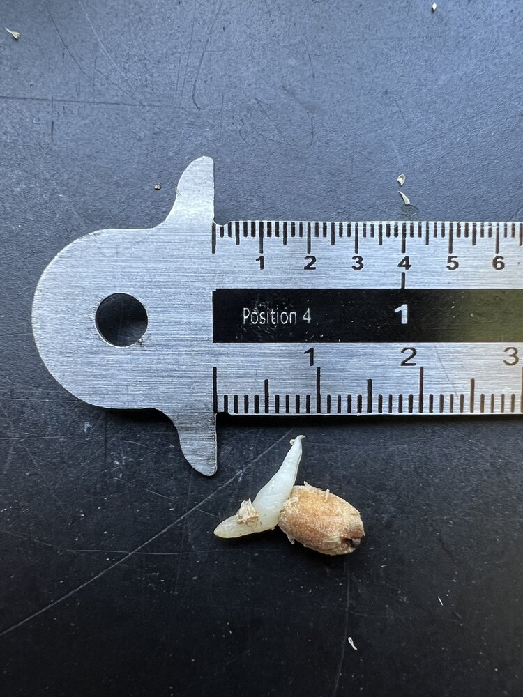 Vinger-anthurium (Anthurium pedatoradiatum)