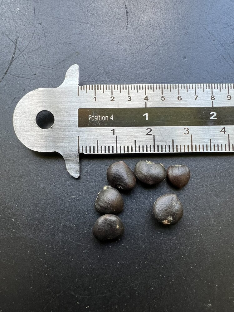 Stermagnolia (Magnolia stellata)